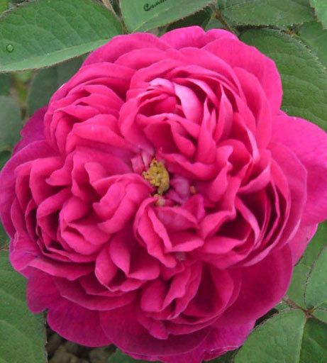Саженец розы флорибунды Жанна Дарк (Jeanne dArc)