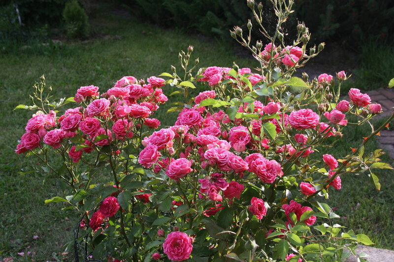 Саженец кустовой розы Elmshorn (Эльмшорн)