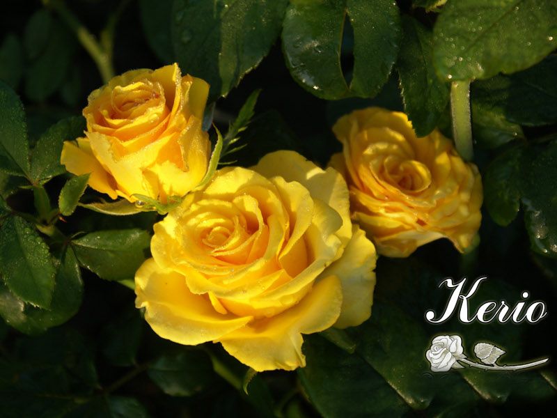 Саженец чайно-гибридной розы Керио (Kerio)