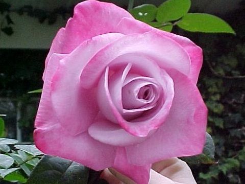 Саженец чайно-гибридной розы Пинк Парадайз (Pink Paradise)
