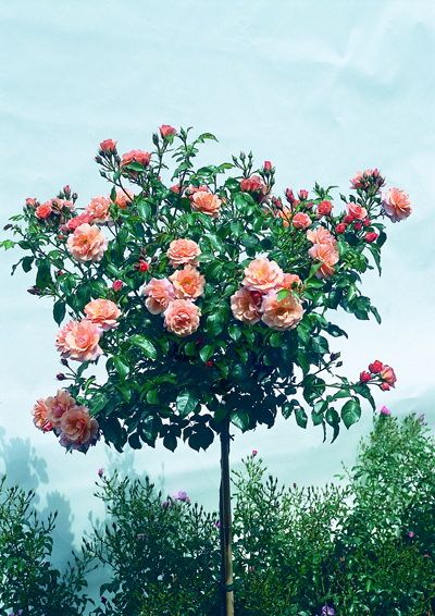 Саженец штамбовой розы Априкола (Aprikola)