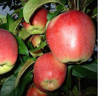 Саженец яблони Лигол (Ligol)