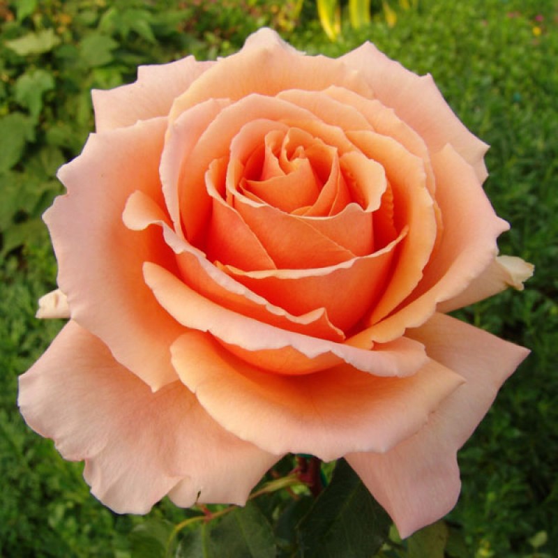 Саженец чайно-гибридной розы Примадонна (Primadonna )