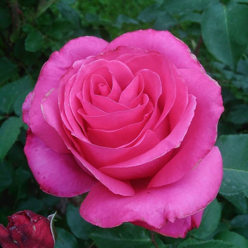 Саженец чайно-гибридной розы Высоцкого или ВенСаженец розы (Venrosa / Visockiy)